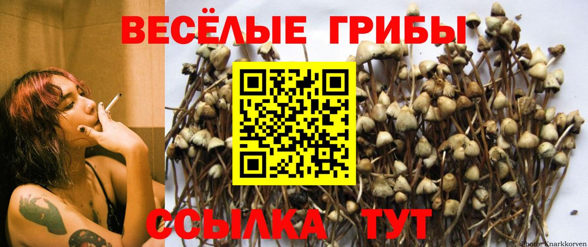 Видное  Галлюциногенные грибы MAGIC MUSHROOMS  Вход с VPN 